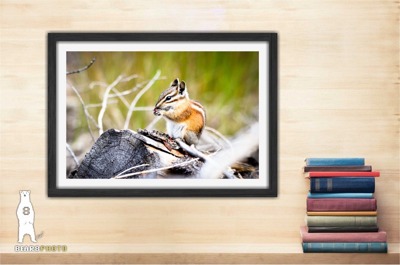 May include: A small chipmunk with brown and white fur sits on a tree stump and eats a seed. The chipmunk is in a forest setting with green grass and branches in the background.