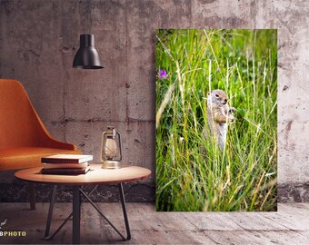 Ground Squirrel Wildlife Photography Prints, Mothers Day Gift Ideas, Woodland Animals Nursery Decor