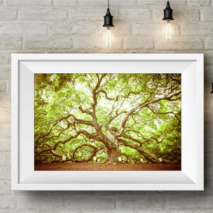 May include: A framed photograph of a large, sprawling oak tree with green leaves and branches reaching out in all directions. The tree is in a field with a few people standing near the base. The photograph has a vintage, faded look.