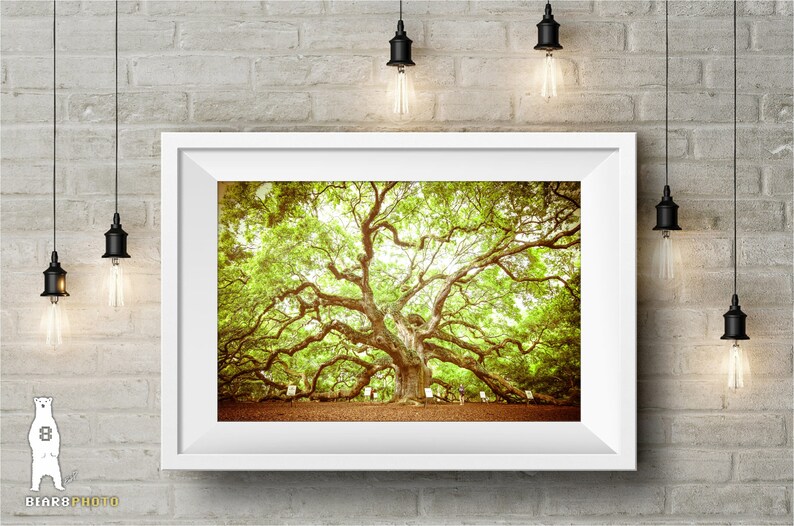 May include: A framed photograph of a large, sprawling oak tree with green leaves and branches reaching out in all directions. The tree is in a field with a few people standing near the base. The photograph has a vintage, faded look.