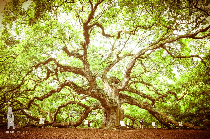 Angel Oak Tree Charleston South Carolina Wall Art Rustic ...