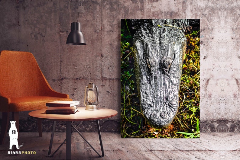 May include: Close-up of an alligator's head with its mouth closed, showing its textured skin and eyes. The alligator is partially submerged in green vegetation.