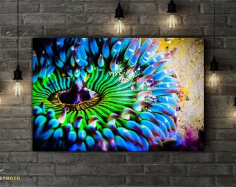 Colorful Sea Anemone - Underwater Photography - Available as Paper, Canvas, & Metal Fine Art Prints