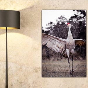 May include: A sandhill crane with its wings spread wide, standing in a grassy field. The crane has a red crown on its head and is looking up.