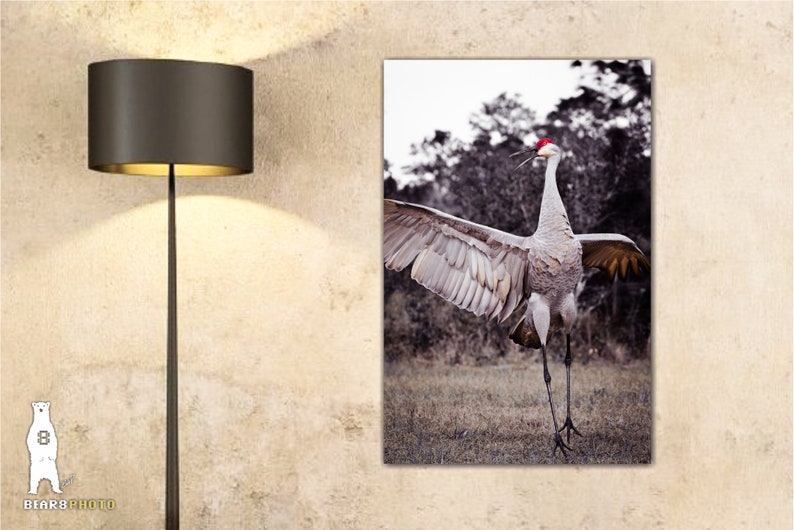 May include: A sandhill crane with its wings spread wide, standing in a grassy field. The crane has a red crown on its head and is looking up.