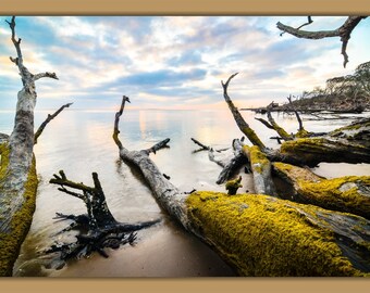 Boneyard Beach, Big Talbot Island, Florida Driftwood Beach Decor, Coastal Photography Prints, Canvas & Metal Wall Art