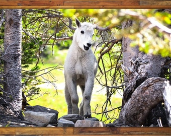 Baby Mountain Goat Fine Art Print: Glacier National Park Photography