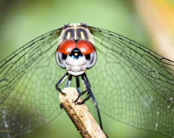 Dragonfly Fine Art Prints - Available as Paper, Canvas, & Metal Prints