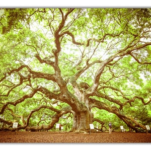 May include: A large, ancient oak tree with sprawling branches and a thick trunk. The tree is surrounded by green grass and a few people are standing near it.
