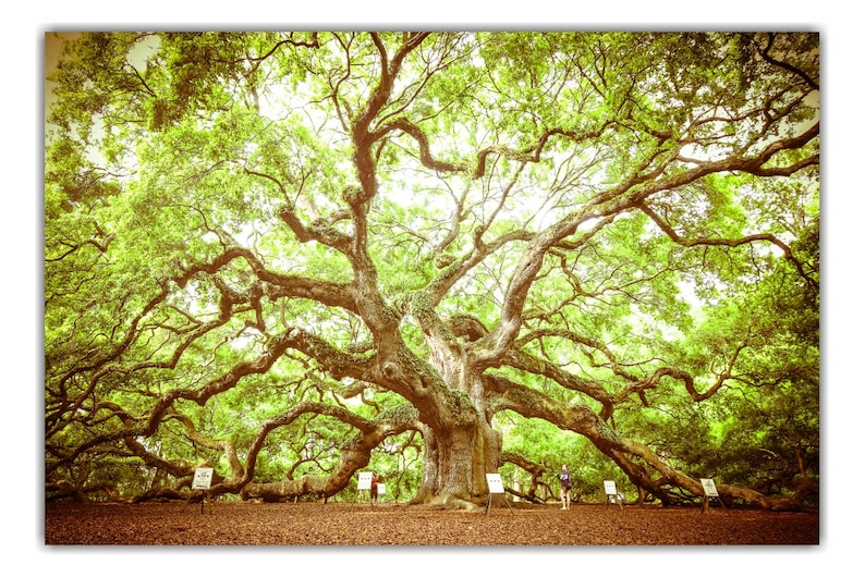 May include: A large, ancient oak tree with sprawling branches and a thick trunk. The tree is surrounded by green grass and a few people are standing near it.