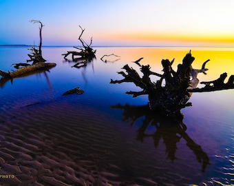 Boneyard Beach Sunrise, Big Talbot Island, Florida - Available as Paper, Canvas, & Metal Fine Art Prints