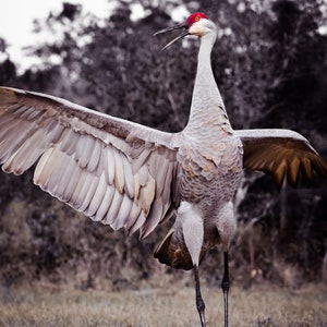 May include: A gray sandhill crane with a red crown stands on a grassy field with its wings spread wide. The crane's head is tilted back and its beak is open as if it is calling.