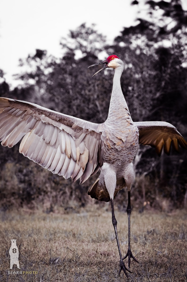 May include: A gray sandhill crane with a red crown stands on a grassy field with its wings spread wide. The crane's head is tilted back and its beak is open as if it is calling.