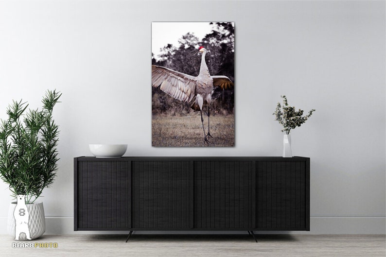 May include: A sandhill crane with its wings spread wide, standing in a grassy field with trees in the background. The crane has a red crown on its head and is facing the camera.