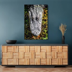 May include: A close-up of an alligator's head, showing its scales and eyes. The alligator is in a swampy area with green plants.
