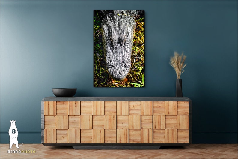 May include: A close-up of an alligator's head, showing its scales and eyes. The alligator is in a swampy area with green plants.