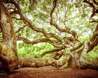 Angel Oak Tree, Johns Island, South Carolina - Woodland Decor - Available as Paper, Canvas, & Metal Fine Art Prints