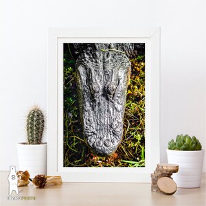 May include: A close-up view of an alligator's head, showing its textured skin and eyes. The alligator is partially submerged in water, with green plants visible around it.