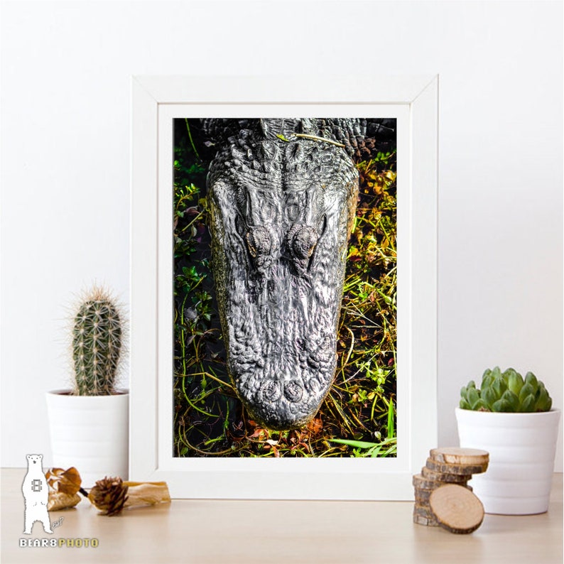May include: A close-up view of an alligator's head, showing its textured skin and eyes. The alligator is partially submerged in water, with green plants visible around it.