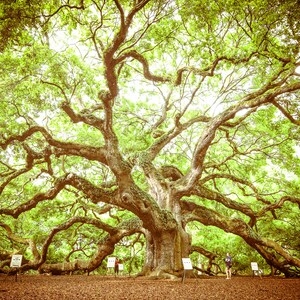 May include: A large, ancient oak tree with sprawling branches and a thick trunk. The tree is surrounded by green grass and a few people are standing near the base of the tree.