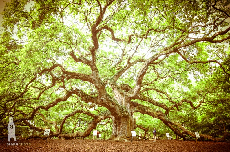 May include: A large, ancient oak tree with sprawling branches and a thick trunk. The tree is surrounded by green grass and a few people are standing near the base of the tree.