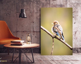 Blue Bird Fine Art Prints Available as Canvas, Metal, and Paper Prints