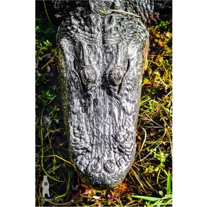 May include: Close-up of an alligator's head with its eyes closed, showing its textured skin and snout. The alligator is partially submerged in water with green plants surrounding it.