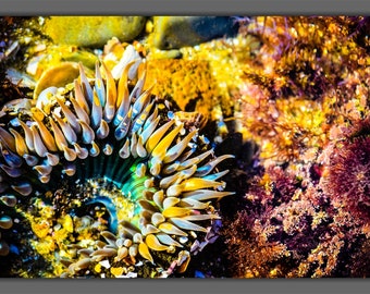 Sea Anemone Underwater Wall Art, Beach Decor, Ocean Art Prints, Colorful Photos, Aquatic Life, Modern Wall Art