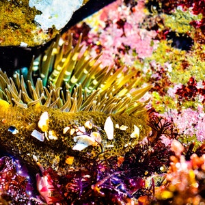 Sea Anemone Macro Photography: Colorful Ocean Life Art Print