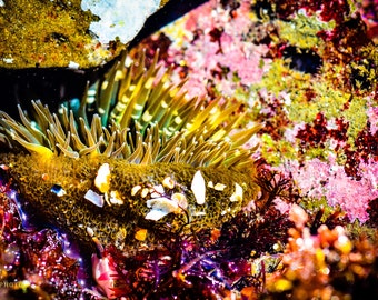 Sea Anemone, Underwater Photos, Colorful Prints, Bright Colors, Ocean Life, Colorful Photos, Archival Paper, Canvas, & Metal Fine Art Prints