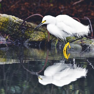 Puede incluir: Una garceta blanca con patas amarillas se para en aguas poco profundas, su reflejo es visible en el agua tranquila.