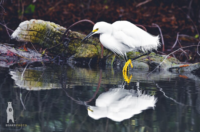 Puede incluir: Una garceta blanca con patas amarillas se para en aguas poco profundas, su reflejo es visible en el agua tranquila.