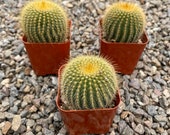 2 quot Cactus - Parodia leninghuasii, 39 Lemon Ball 39