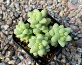 2 quot Succulent - Donkey 39 s Tail
