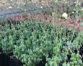 2 quot Succulent - Senecio citriformis