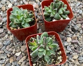 2 quot Succulent - Faucaria Species, Stomatium Species