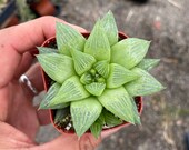 2 quot Succulent - Window Haworthia