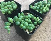 2 quot Succulent - String of Pearls