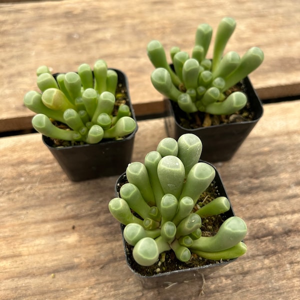 2" Succulent - Baby Toes