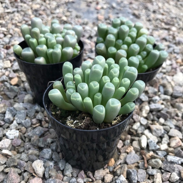 2.5" Succulent - Baby Toes