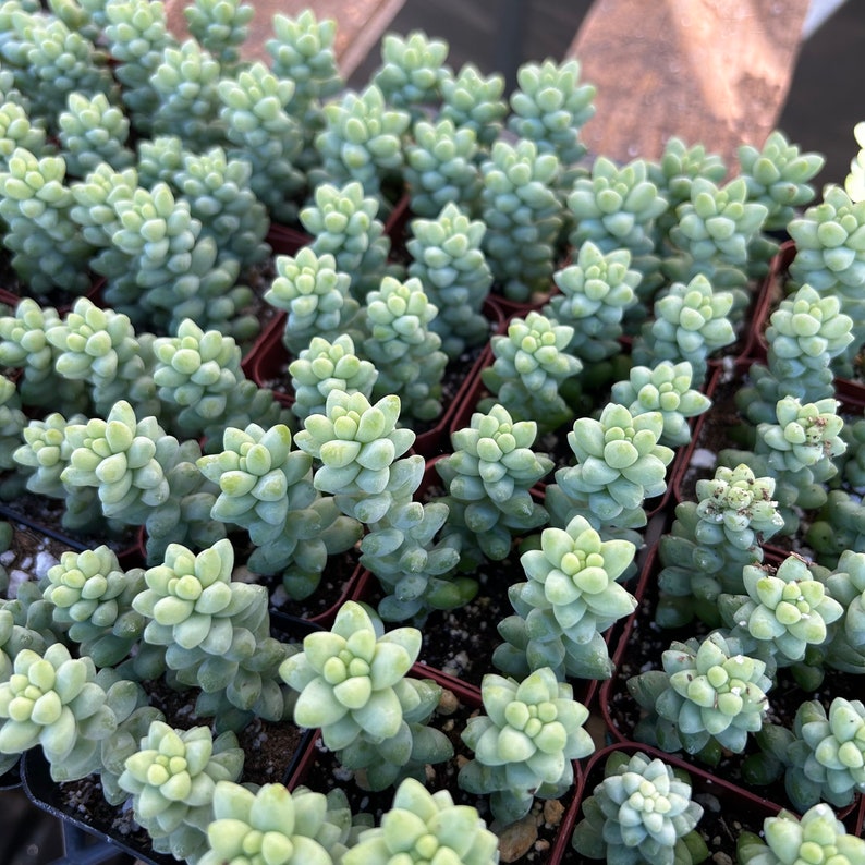2 Succulent Donkey's Tail image 4