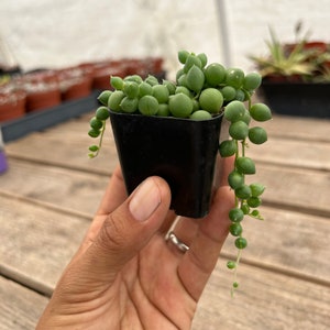 2 Succulent String of Pearls imagem 3