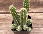 2 quot Succulent - Peanut Cactus