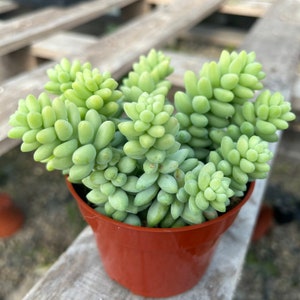 4” Succulent - Donkey's Tail