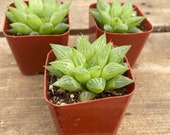 2 quot Succulent - Window Haworthia