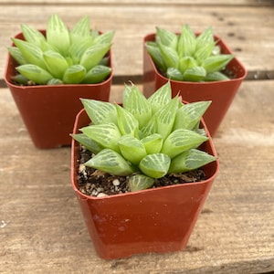 2" Succulent - Window Haworthia