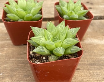 2" Succulent - Window Haworthia