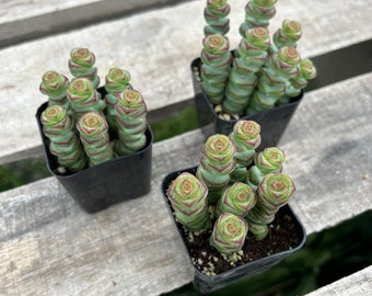 2" Succulent - String of Buttons