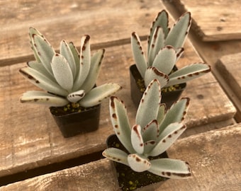 2" Succulent - Kalanchoe Tomentosa ‘Panda Plant’, ‘Lamb’s Ear’