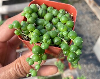 2" Succulent - String of Pearls